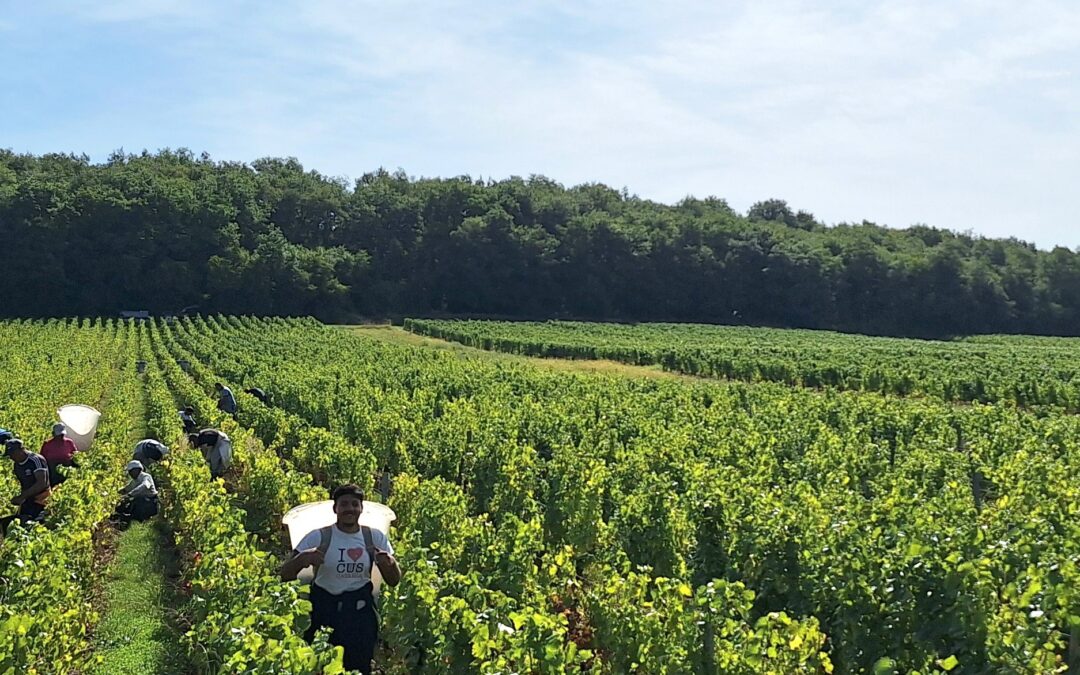 Beaujolais vine fra Alexis de Benoist
