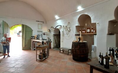 Bandol vine fra Château Salettes